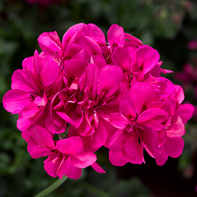 Geranium 'Ivy League Deep Pink'