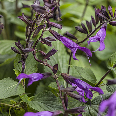 Salvia 'Rockin Deep Purple'