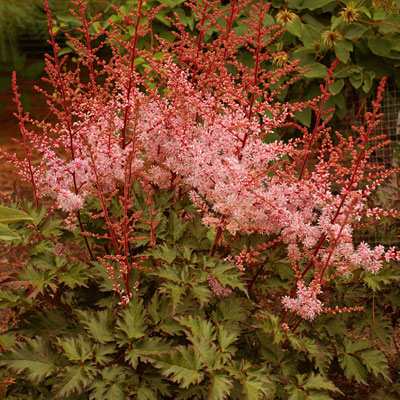 Astilbe s. 'Delft Lace'