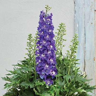 Delphinium x 'Delgenius Glitzy'