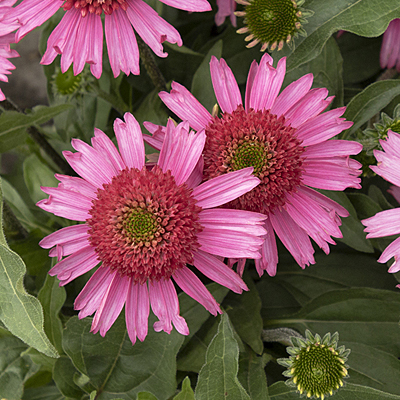 Echinacea x 'Delicious Candy'
