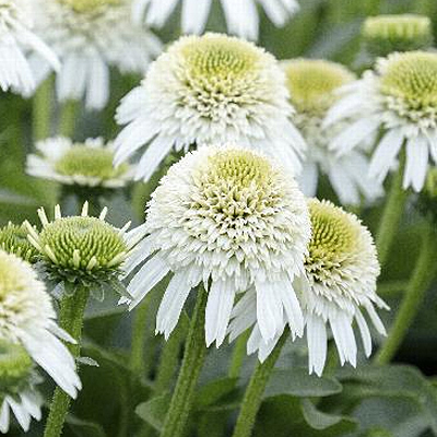 Echinacea x 'Delicious Nougat'