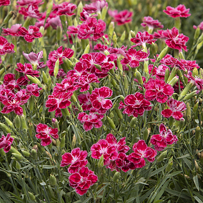 Dianthus p. 'Delilah Magenta'