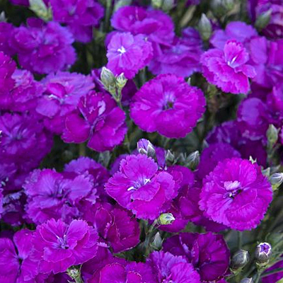 Dianthus p. 'Delilah Purple'