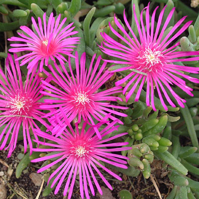 Delosperma cooperi