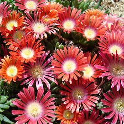 Delosperma dyeri