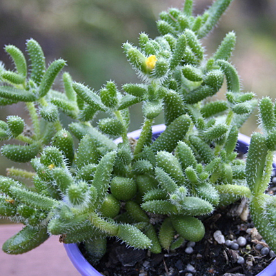 Delosperma echinatum