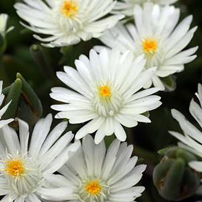 Delosperma