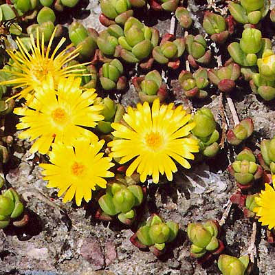 Delosperma nubigena