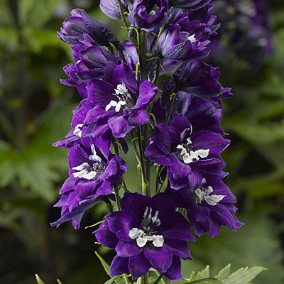 Delphinium e. 'Delphina Dark Blue/White Bee'