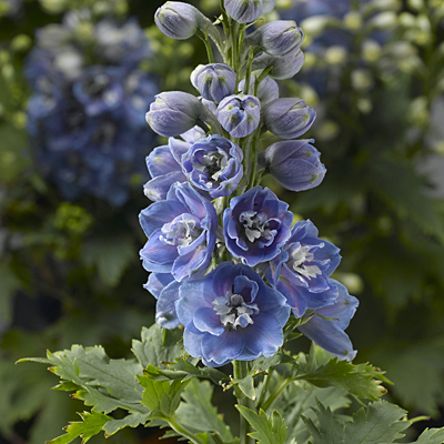 Delphinium e. 'Delphina Light Blue/White Bee'