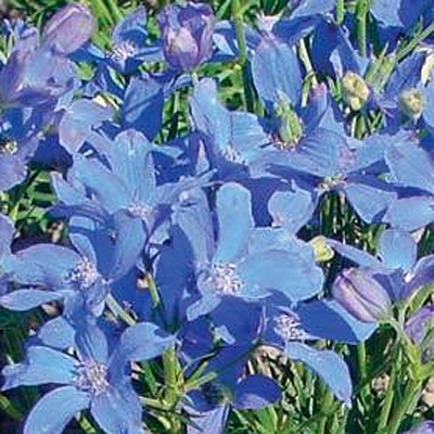Delphinium g. 'Blue Mirror'