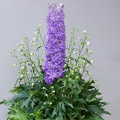 Delphinium d. 'Breezin'