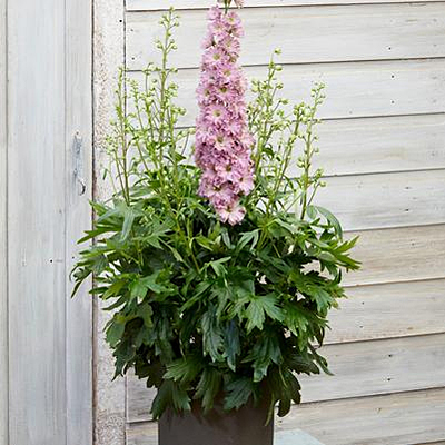Delphinium d. 'Juliette'