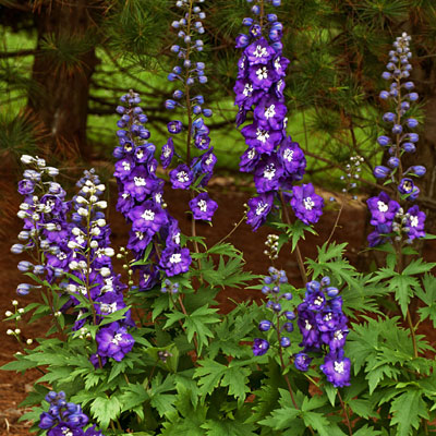 Delphinium e. 'Purple Passion'