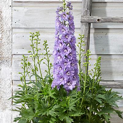 Delphinium d. 'Shelby'