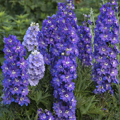 Delphinium e. 'Stars'