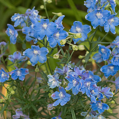 Delphinium g. 'Summer Blues'