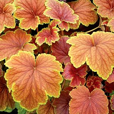 Heuchera x 'Delta Dawn'