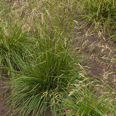 Deschampsia cespitosa