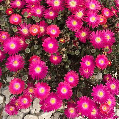 Delosperma c. 'Jewel of the Desert Amethyst'