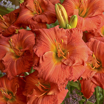 Hemerocallis 'Desert Flame'