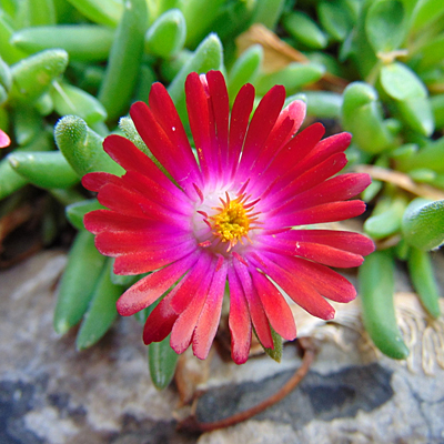 Delosperma c. 'Jewel of the Desert Garnet'