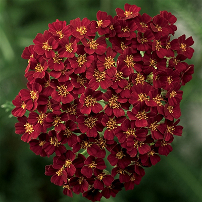 Achillea m. 'Desert Eve Red'