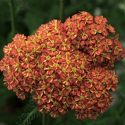 Achillea m. 'Desert Eve Terracotta'