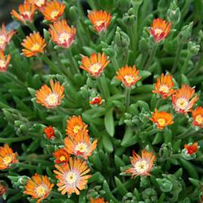 Delosperma c. 'Jewel of the Desert Topaz'