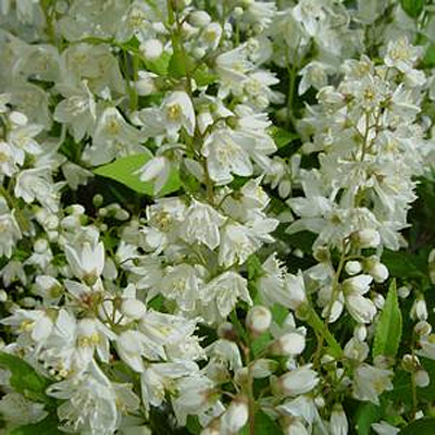 Deutzia gracilis