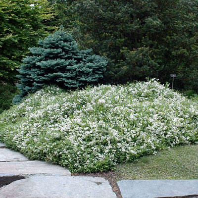 Deutzia g. 'Nikko'