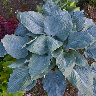 Hosta 'Diamond Lake'