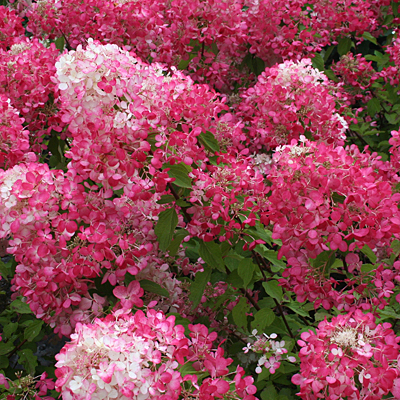 Hydrangea p. 'Diamond Rouge'