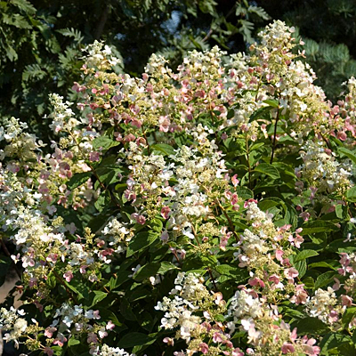 Hydrangea p. 'Pink Diamond' (TREE)