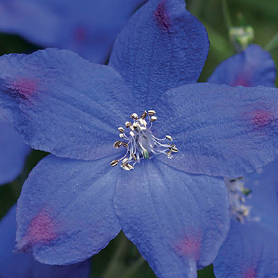 Delphinium g. 'Diamonds Blue'