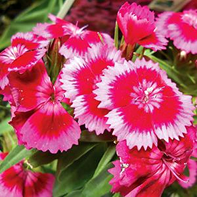 Dianthus b. 'Barbarini Red/Rose Bicolor'
