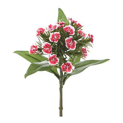 Dianthus Spray - Beauty