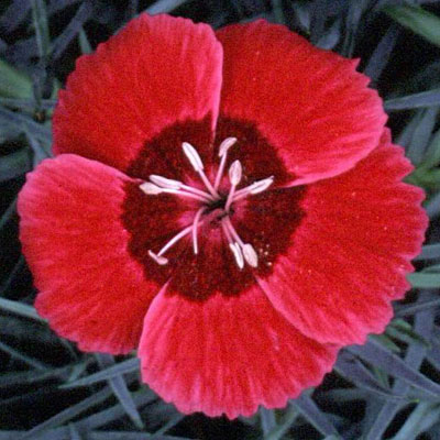 Dianthus x 'Eastern Star'