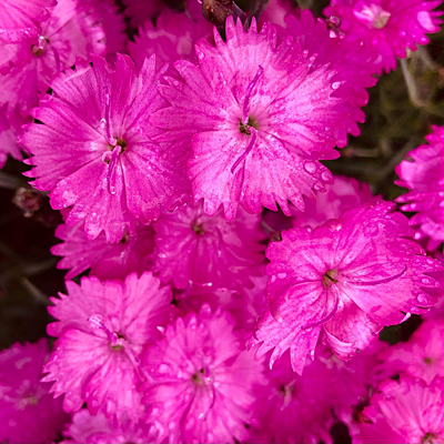 Dianthus g. 'Fire Witch'