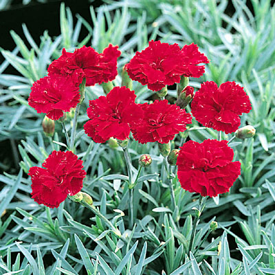 Dianthus x 'Frosty Fire'