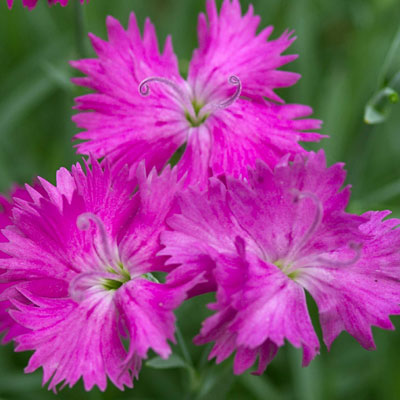 Dianthus x 'Neon Star'