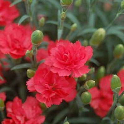 Dianthus x 'Rosebud'