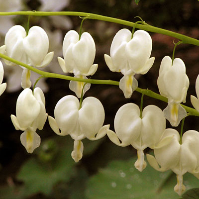 Dicentra s. 'Alba'