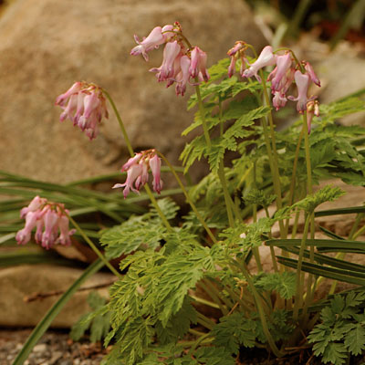 Dicentra eximia