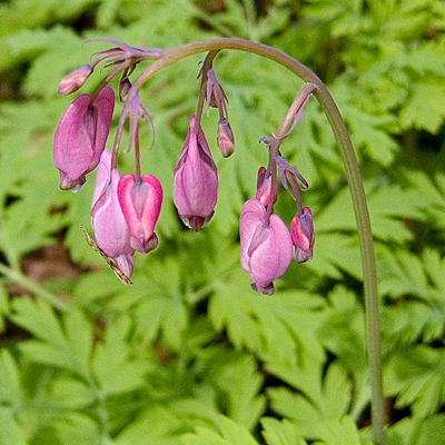 Dicentra formosa