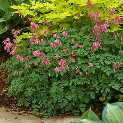 Dicentra x 'King of Hearts'
