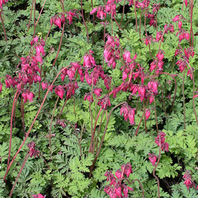 Dicentra f. 'Luxuriant'