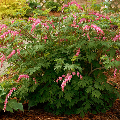 Dicentra spectabilis