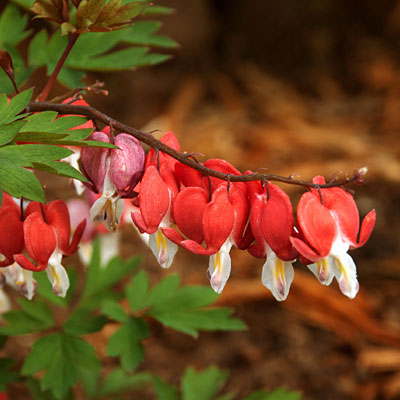 Dicentra s. 'Valentine'